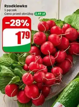 Dino Rzodkiewka pęczek oferta