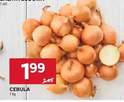 Stokrotka Cebula oferta