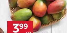 Stokrotka Mango 1 szt oferta