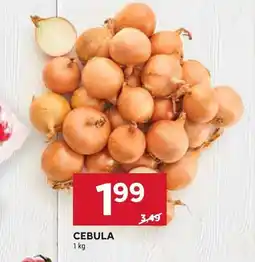 Stokrotka Cebula oferta