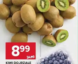 Stokrotka Kiwi dojrzałe oferta