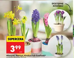 Biedronka Hiacynt, Narcyz, Krokus lub Szafirek (wymiary doniczki 7x7 cm) oferta