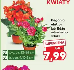 Kaufland Begonia elatior lub Róża oferta