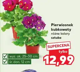 Kaufland Pierwiosnek kubkowaty oferta