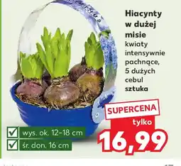 Kaufland Hiacynty w dużej misie oferta