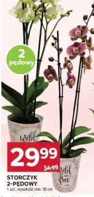Stokrotka Market Storczyk 2-pędowy oferta