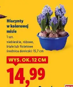 Lidl Hiacynty w kolorowej misie oferta