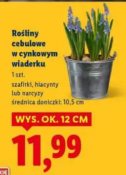 Lidl Rośliny cebulowe w cynkowym wiaderku oferta