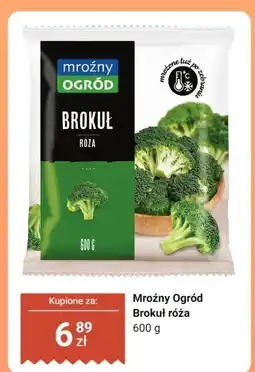 Dino Brokuł róża oferta