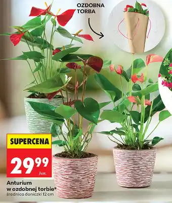 Biedronka Anturium oferta