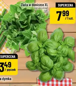 Polomarket Zioła w doniczce XL oferta