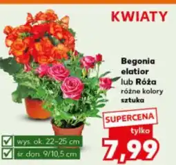 Kaufland Begonia elatior lub Róża różne kolory (kwiaty) oferta