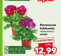 Kaufland Pierwiosnek kubkowaty różne kolory (kwiaty) oferta