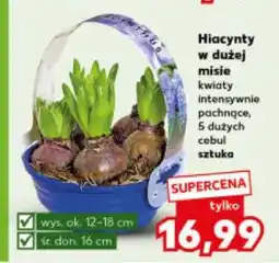 Kaufland Hiacynty w dużej misie (kwiaty, 5 dużych cebul) oferta