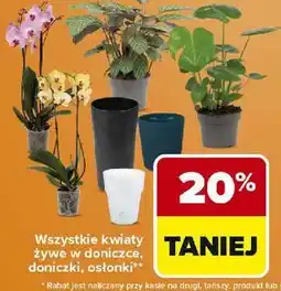 Carrefour Doniczka oferta