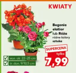 Kaufland Begonia oferta