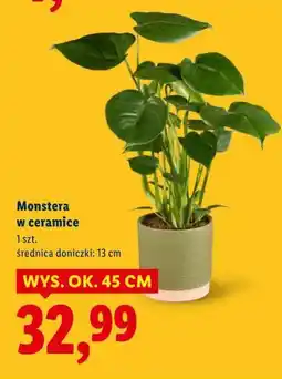 Lidl Monstera w ceramice oferta