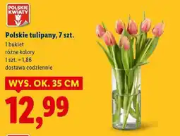 Lidl Polskie tulipany, 7 szt oferta