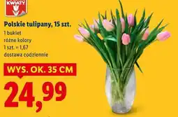 Lidl Polskie tulipany, 15 szt oferta