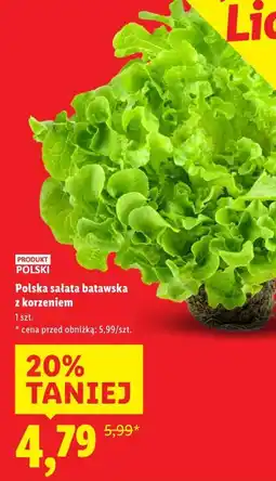 Lidl Polska sałata batawska z korzeniem oferta
