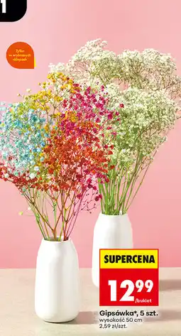 Biedronka Gipsówka (bukiet, 5 szt.) oferta