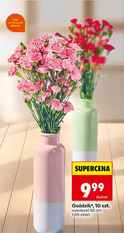 Biedronka Goździk (bukiet, 10 szt.) oferta