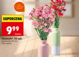 Biedronka Goździk, 10 szt oferta