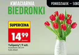Biedronka Tulipany, 9 szt oferta