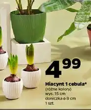 Netto Hiacynt 1 cebula oferta