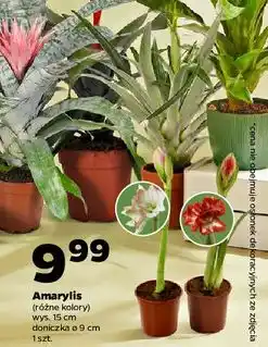 Netto Amarylis oferta