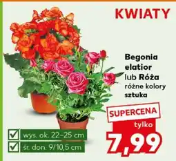 Kaufland Begonia elatior lub Róża oferta