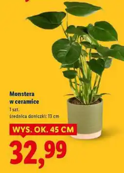 Lidl Monstera w ceramic oferta