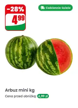 Dino Arbuz mini kg oferta