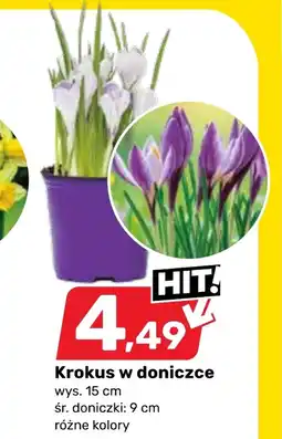 Bricomarche Krokus oferta