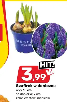 Bricomarche Roślina doniczkowa oferta