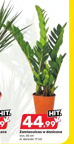 Bricomarche Zamioculcas oferta