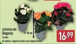 ALDI GARDENLINE Begonia oferta