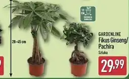ALDI GARDENLINE Fikus Ginseng/Pachira oferta