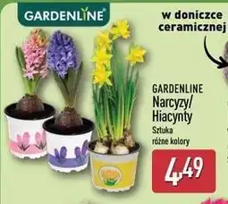 ALDI GARDENLINE Narcyzy/Hiacynty oferta