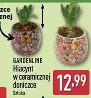 ALDI GARDENLINE Hiacynt w ceramicznej doniczce oferta