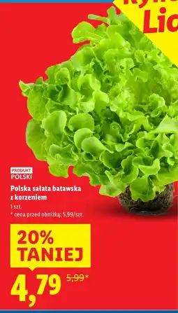Lidl Polska sałata batawska z korzeniem 1 szt oferta