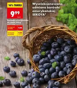 Biedronka Borówka amerykańska XL, opak. 150 g oferta