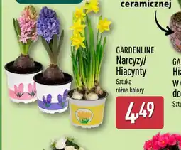 ALDI GARDENLINE Narcyzy/Hiacynty oferta