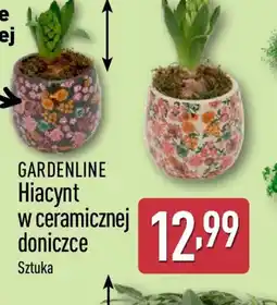 ALDI GARDENLINE Hiacynt w ceramicznej doniczce oferta