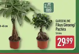ALDI Gardenline Fikus Ginseng/Pachira oferta