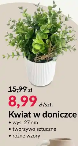 Agata Meble Kwiat oferta