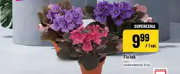 Polomarket Fiołek (średnica doniczki: 12 cm) oferta