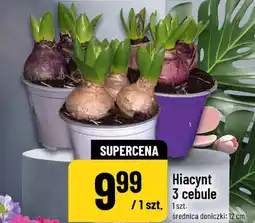 Polomarket Hiacynt 3 cebule oferta