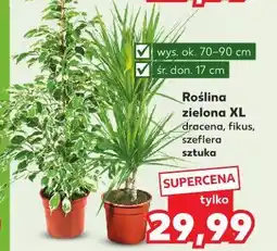 Kaufland Roślina zielona XL dracena, fikus, szeflera sztuka oferta