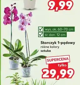 Kaufland Storczyk 1-pędowy różne kolory sztuka oferta
